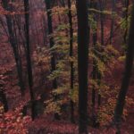 A picturesque view of a forest in fall, filled with colorful leaves and tall trees.