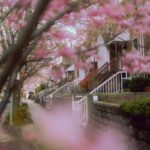 A picturesque sidewalk lined with blossoming trees in a tranquil neighborhood.