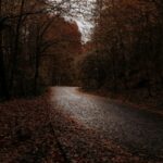 Quiet forest road covered in autumn leaves, showcasing the beauty of fall foliage.
