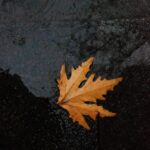 Single orange leaf on wet pavement after rain, showcasing dark minimalist aesthetics.
