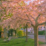 Beautiful cherry blossom trees in full bloom at a park in Bad Hersfeld, Germany.