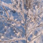 Close-up of icy branches in a serene winter scene, showcasing natural beauty.