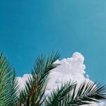 Vibrant palm fronds against a bright blue sky with fluffy clouds, evoking a tropical feel.