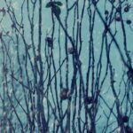 Snow gently falls on bare branches, capturing the essence of a serene winter scene.