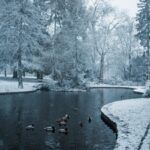 Snow-covered landscape with ducks on a serene river in Bonn, Germany, during winter.