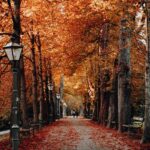 trees beside light posts