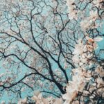 sakura tree in bloom