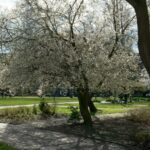 a tree with white flowers in a park
