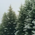 green pine trees during winter