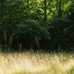 a grassy area with trees in the background